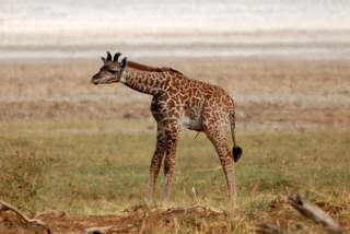 Pictures (c) BeeTee - Tansania - Lake Manyara National Park - Giraffenbaby