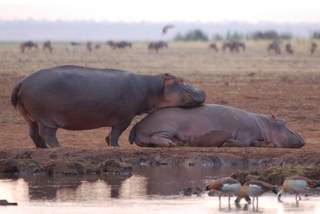 Pictures (c) BeeTee - Tansania - Lake Manyara National Park - Hippos
