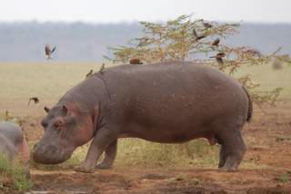 Pictures (c) BeeTee - Tansania - Lake Manyara National Park - Hippo