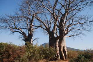 Picture (c) BeeTee - Sambia - Lower Sambesi National Park