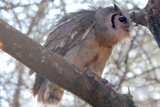 Pictures (c) BeeTee - Tansania - Manyara National Park
