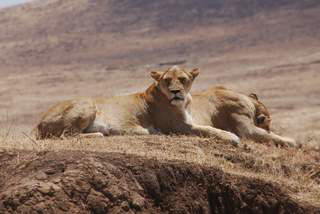 Pictures (c) BeeTee - Tansania - Ngorongoro Krater