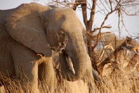 Picture (c) BeeTee - Kgalagadi Transfrontier National Park - L�wen
