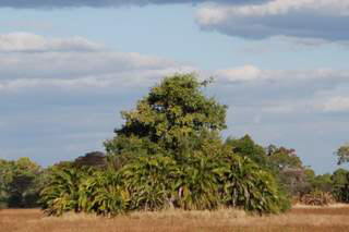 Picture (c) BeeTee - Kgalagadi Transfrontier National Park - Hartebeest