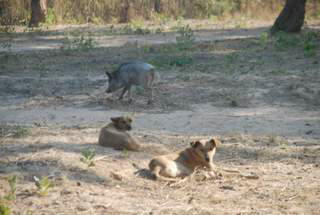 Picture (c) BeeTee - Kgalagadi Transfrontier National Park - L�wen bei Mata Mata