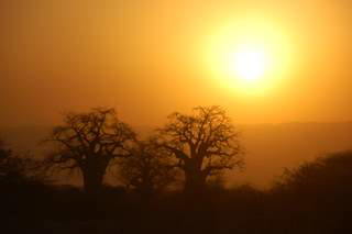 Picture (c) BeeTee - Kgalagadi Transfrontier National Park - Grootkolk