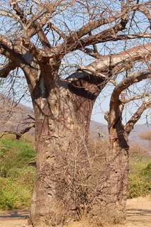 Pictures (c) BeeTee - Tansania - Mikumi - Iringa - Baobab Valley Camp