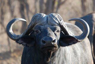 Picture (c) BeeTee - South Africa - Kruger National Park - Punda Maria - Balule Camp