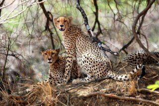 Picture (c) BeeTee - South Africa - Kruger National Park - Punda Maria - Balule Camp