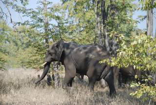 Pictures (c) BeeTee - Malawi - Liwonde National Park