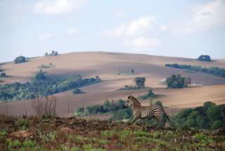 Pictures (c) BeeTee - Malawi - Nyika Plateau - Zebra