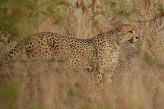 Pictures (c) BeeTee - South Africa - Kruger National Park - Skukuza - Lower Sabie