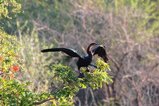 Pictures (c) BeeTee - South Africa - Kruger National Park - Skukuza - Lower Sabie