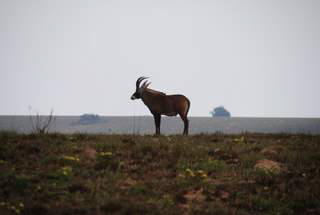 Pictures (c) BeeTee - Malawi - Nyika Plateau - Roan Antilope