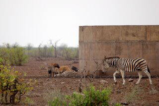 Picture (c) BeeTee - South Africa - Kruger National Park - Tsendze Camp - Mopani Camp