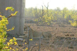 Picture (c) BeeTee - South Africa - Kruger National Park - Tsendze Camp - Mopani Camp