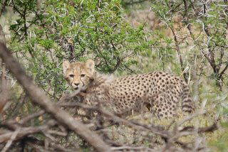 Pictures (c) BeeTee - Addo 4x4 Trail 