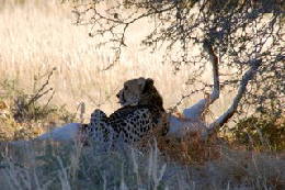 Picture (c) BeeTee - Kgalagadi - Cheeta