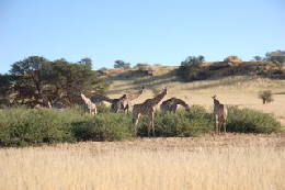 Picture (c) BeeTee - Kgalagadi - Giraffen