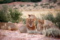 Lwen im Kgalagadi National Park