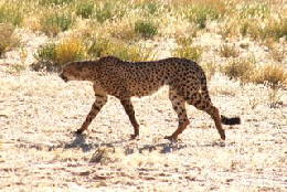 Picture (c) BeeTee - Kgalagadi - Cheeta