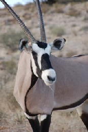 Picture (c) BeeTee - Kgalagadi - Oryx
