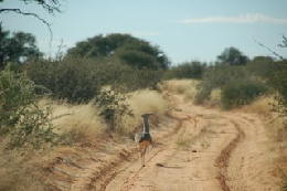Picture (c) BeeTee - Botswana - Mabuasehube Trail