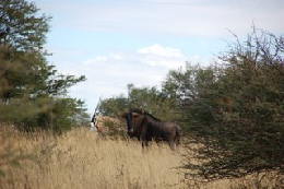 Picture (c) BeeTee - Botswana - Mabuasehube Trail - Gnu - Oryx