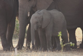 Elefantenherde im Ruaha National Park